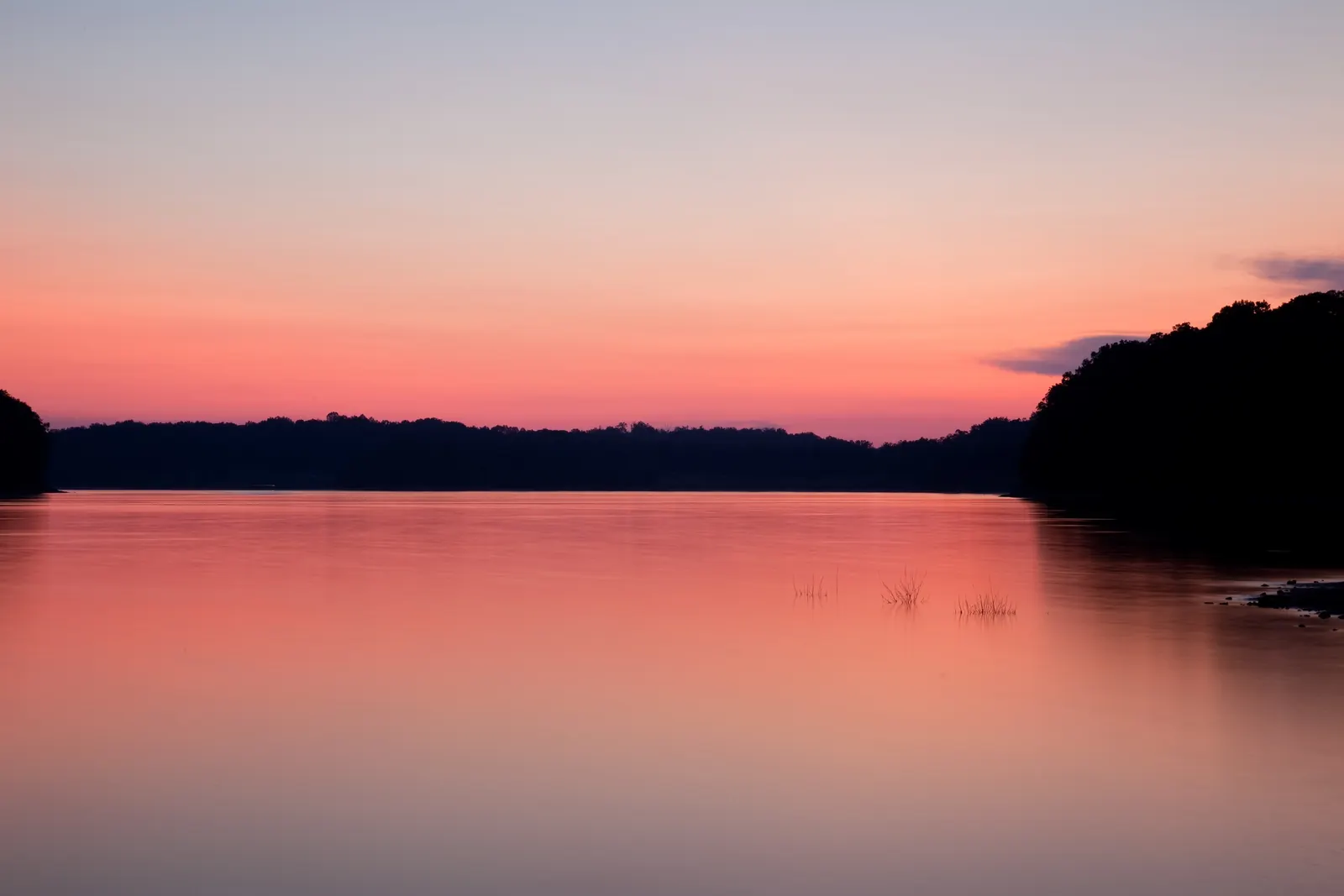 A smooth, mirror-like lake reflects a soft pink and peach afterglow; a dark, low wooded shoreline crosses the middle of the frame, a darker wooded point rises at right, and small clumps of grass stand in the water.
